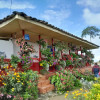 Los bellos jardines que adornan los corredores del Paisaje Cultural Cafetero. Los bellos jardines que adornan los corredores del Paisaje Cultural Cafetero.