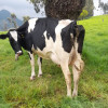 El clúster lácteo tiene sus puertas abiertas y ejecuta una serie de acciones que redunden en un auge del sector a largo plazo. Este es el plan para el crecimiento de grandes, medianos y pequeños productores. El clúster lácteo tiene sus puertas abiertas y ejecuta una serie de acciones que redunden en un auge del sector a largo plazo. Este es el plan para el crecimiento de grandes, medianos y pequeños productores.