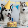 Cada-cuanto-cumple-anos-un-perro Perros celebrando su cumpleaños