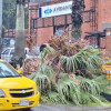 Frente a la Clínica Avidanti, en el barrio Villa Pilar de Manizales, se cayó un árbol a causa de las fuertes lluvias registradas en la tarde de este domingo.