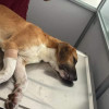 En menos de una semana, cinco animales han sido encontrados envenenados en Belén de Umbría (Risaralda). Según un concejal, un presunto responsable fue capturado hace poco, pero liberado una hora después. En menos de una semana, cinco animales han sido encontrados envenenados en Belén de Umbría (Risaralda). Según un concejal, un presunto responsable fue capturado hace poco, pero liberado una hora después.
