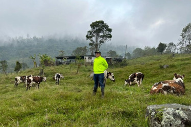 En Silvania recuperaron 11 reses hurtadas en San Félix.