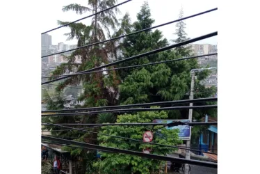 En Villa Hermosa los vecinos denunciaron hace un año el crecimiento del árbol y el riesgo que implica. Según la Secretaría de Medio Ambiente de Manizales ya visitaron el lugar y están pendientes de la intervención de Emas.  Foto | Cortesía | Q’HUBO