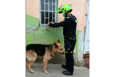 El peludo rescatado en Aranzazu.