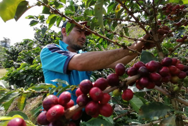 Fondo Nacional del Café