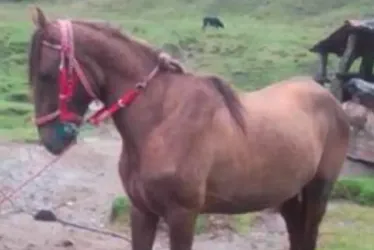 Este es el equino sacrificado en Herveo (Tolima).