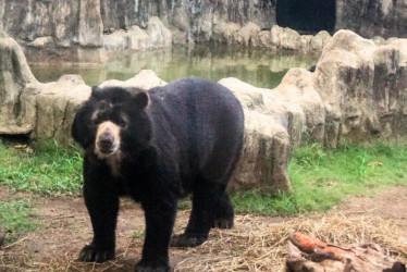 El oso de anteojos Chucho falleció a los 30 años, informó el Zoológico de Barranquilla. 