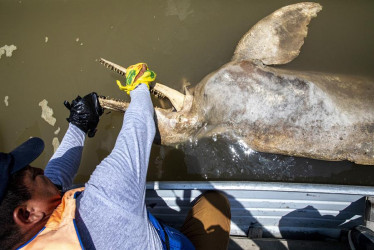 Veterinario mientras toma muestras de un delfín rosado muerto