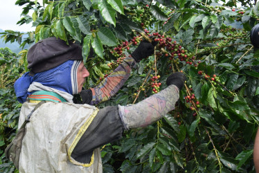 Producción de café