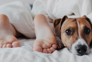 Pies de una persona y cabeza de un perro saliendo de las cobijas en una cama.