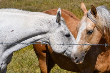 Un caballo blanco y uno café claro tocando sus cabezas en un potrero.