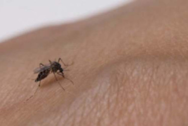 El dengue presenta síntomas como fiebre elevada, dolor de cabeza muy intenso, dolores musculares y articulares, náuseas, sarpullido, entre otros.