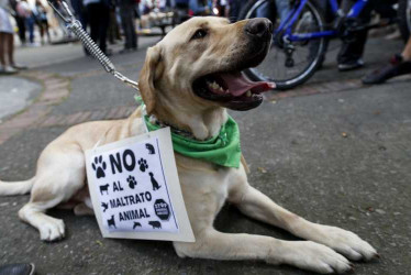 Aunque el maltrato animal contempla penas de prisión, es un delito excarcelable.