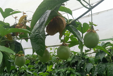 En el Alto de Marianita, a las afueras de Pensilvania, Carlos Betancur posee un cultivo de gulupa de dos años y está a punto de producir la segunda cosecha.