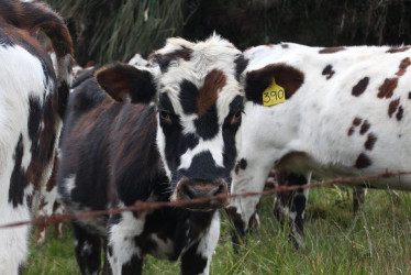 De acuerdo con los primeros reportes, la producción de leche ha tenido reducciones de hasta un 15%.