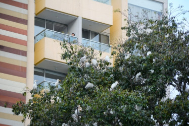 Las aves se establecen en plena avenida quedando cerca de las casas y edificios de la zona.