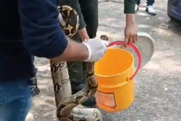 encontraron-boa-en-victoria-caldas