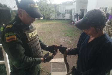 Esta es la serpiente recuperada