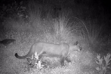 El puma captado en una cámara trampa la noche del Jueves Santo.