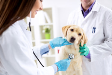 Dos veterinarios examinando un perro golden retriever.