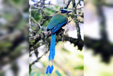 El barranquillo (Momotus aequatorialis)