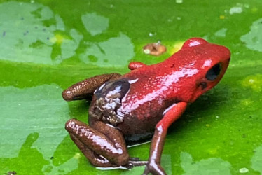 Rana venenosa andina (Andinobates opisthomelas).