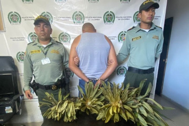  El hombre fue capturado en flagrancia en la vía Manizales-Murillo con los frailejones en amarrados en el techo del carro. 