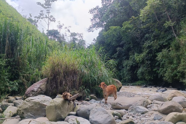 La vaca en medio del río Chinchiná.