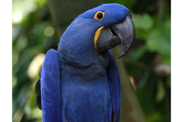 Guacamaya azul