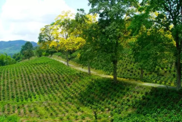 Riesgos y dificultades que afronta el Paisaje Cultural Cafetero