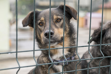 El maltrato animal es un delito excarcelable en Colombia.