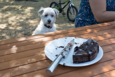 Perro mirando una torta de chocolate