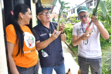 Persiste la alerta por casos de dengue en Dosquebradas, Risaralda