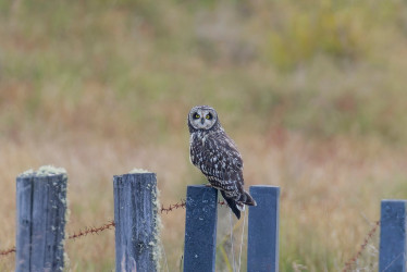 búho campestre (Asio flammeus) cerca de la cabaña de Potosí (Villamaría), acceso a (PNN) Los Nevados. 