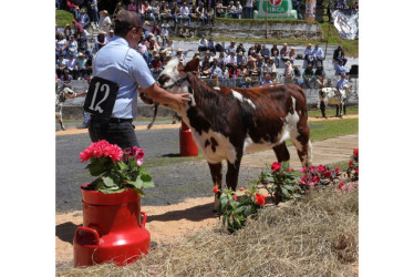 Las competencias en la exposició de ganado normando. 