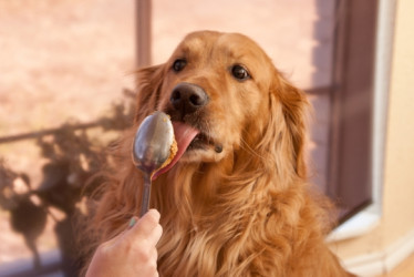 Perro lamiendo una cuchara con mantequilla de mani