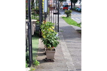 Estas son las plantas que tenían ubicadas en la entrada del establecimiento y que generaban dificultades entre los habitantes del sector.