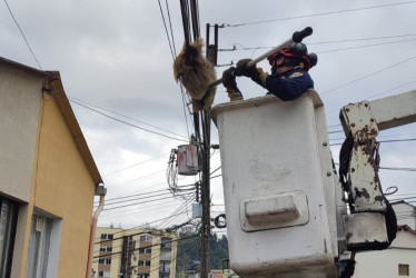 El proceso de rescate del oso perezoso de dos dedos este miércoles en Manizales. 