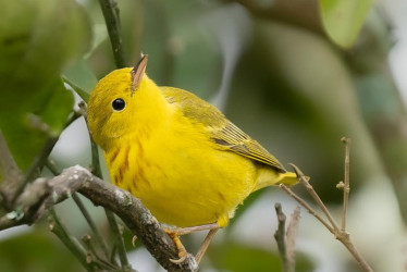 Reinita dorada (Setophaga petechia)