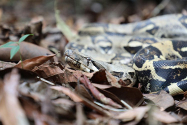 boa constrictora 