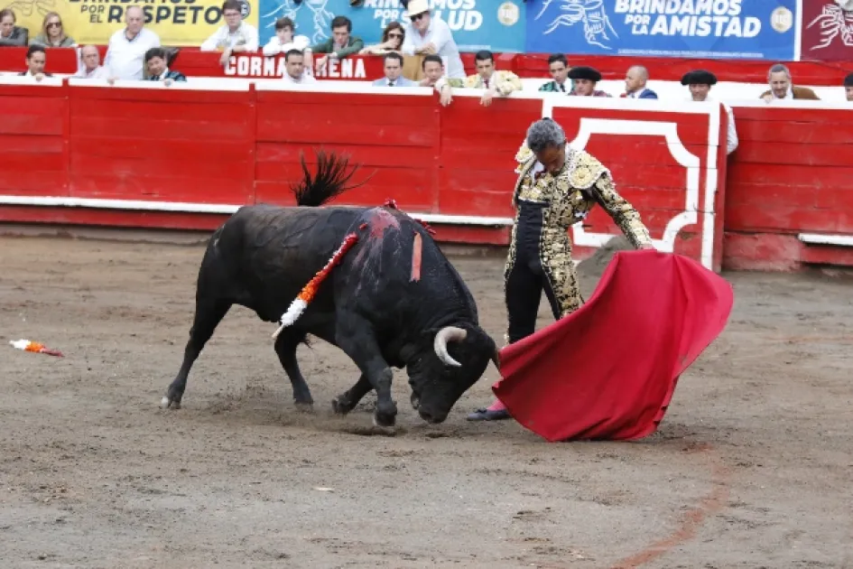 Luis Bolívar el gran triunfador de la tarde de ayer instrumenta un natural a su toro Perfumado de 472 kilos, corrido en primer lugar. Luis Bolívar el gran triunfador de la tarde de ayer instrumenta un natural a su toro Perfumado de 472 kilos, corrido en primer lugar.