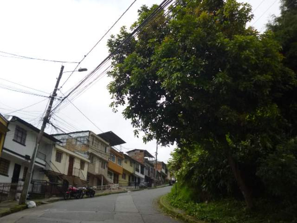 Este es el árbol que amenaza con caer sobre esas viviendas. Este es el árbol que amenaza con caer sobre esas viviendas.