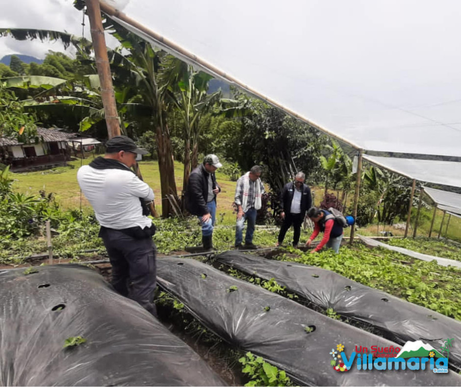 Productores agrícolas de Villamaría consideran que les fue regular este año y que el invierno aguó buena parte de las cosechas. Productores agrícolas de Villamaría consideran que les fue regular este año y que el invierno aguó buena parte de las cosechas.