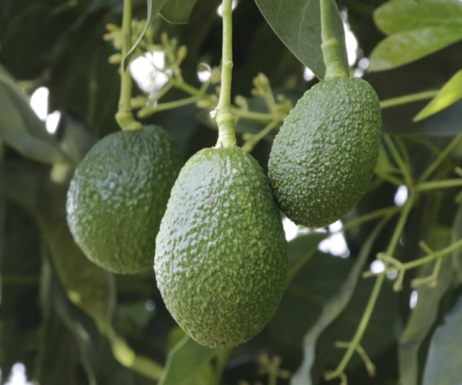 Siembre y produzca aguacate hass Siembre y produzca aguacate hass