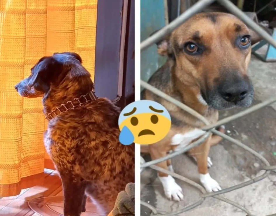 Las dos mascotas envenenadas. Las dos mascotas envenenadas.