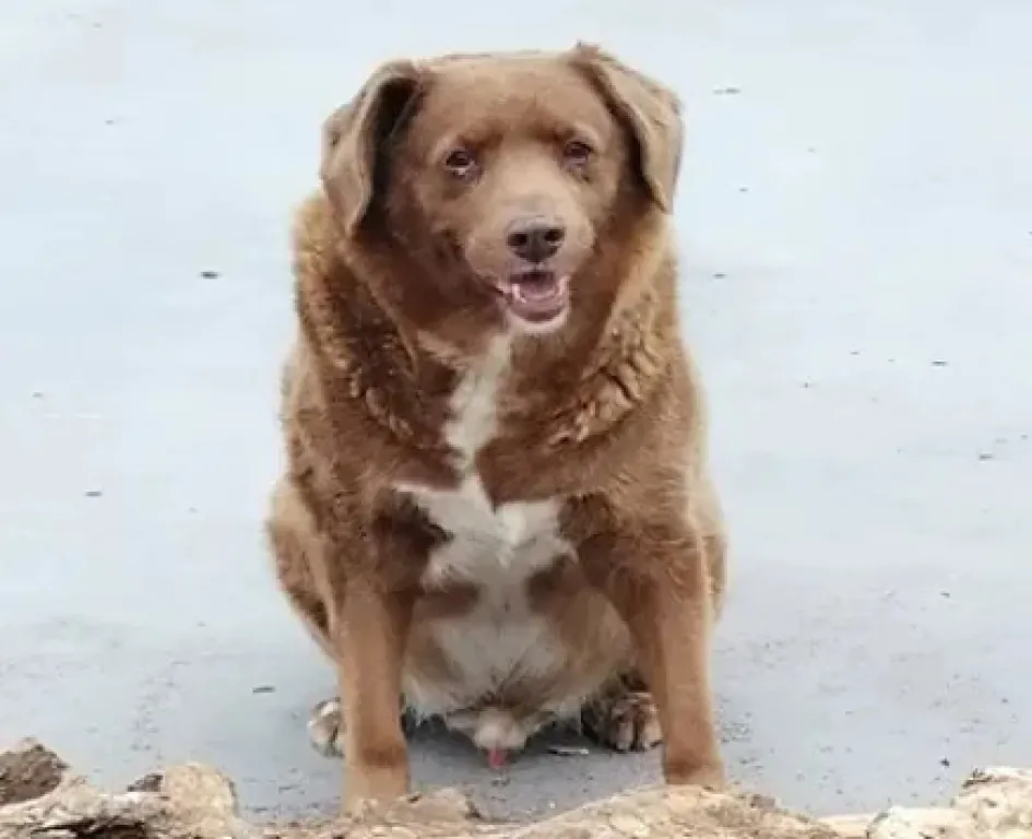Él es Bobi, a quien recibió el Récord Guinnes como el perro más viejo del mundo. Él es Bobi, a quien recibió el Récord Guinnes como el perro más viejo del mundo.