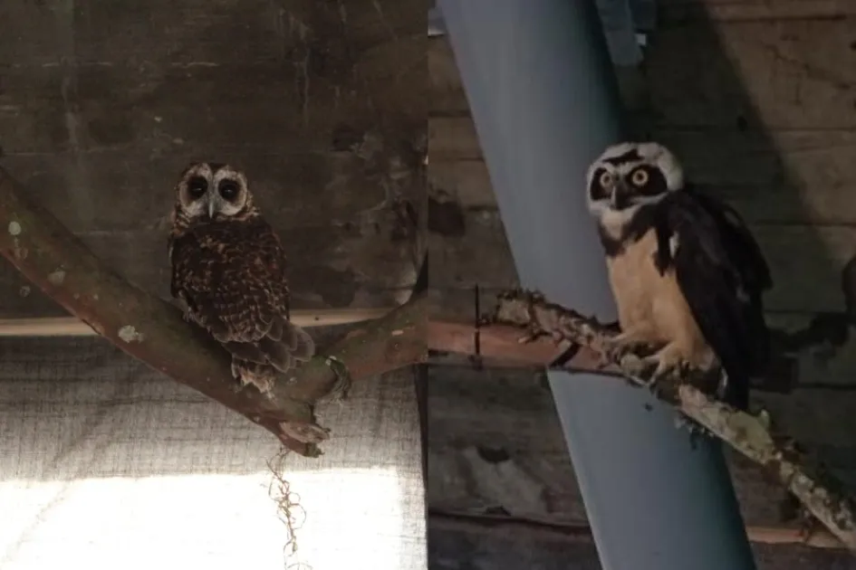 Los búhos en la Catedral de Manizales. Un búho moteado (Strix albitarsis) y un búho de anteojos (Pulsatrix perspicillata). Los búhos en la Catedral de Manizales. Un búho moteado (Strix albitarsis) y un búho de anteojos (Pulsatrix perspicillata).