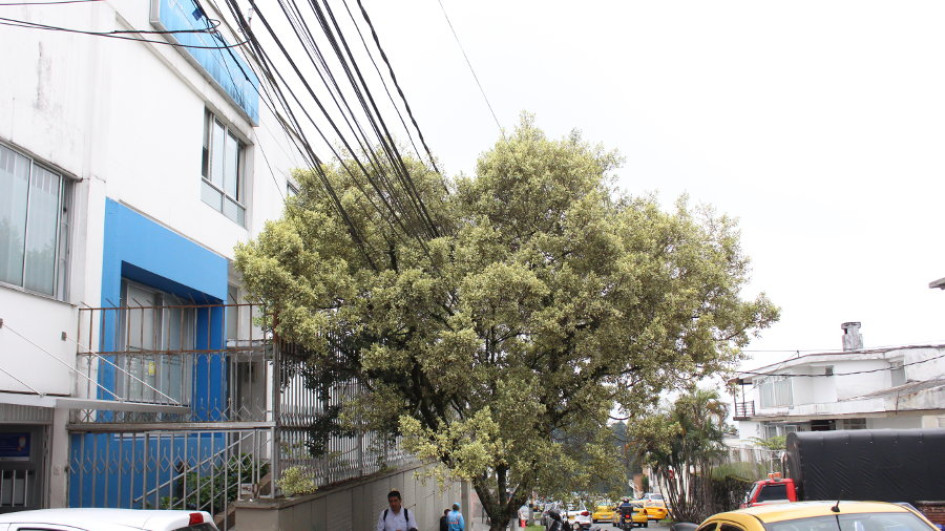 árbol barrio Belén