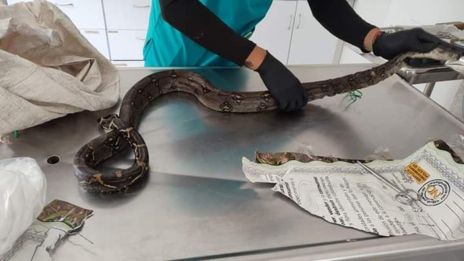 La boa, uno de los tres animales recuperados, fue la única que necesitó de tratamiento médico veterinario por la gravedad de sus lesiones. La boa, uno de los tres animales recuperados, fue la única que necesitó de tratamiento médico veterinario por la gravedad de sus lesiones.