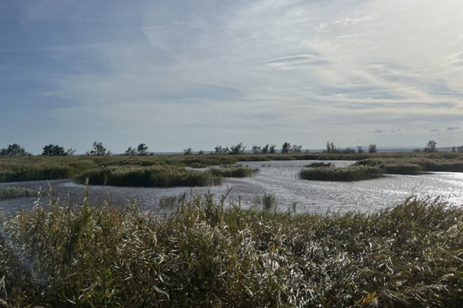 El lago Neusiedl tiene 320 km cuadrados entre Austria y Hungría, de los cuales 180 km cuadrados poseen el mayor cinturón de humedales de Europa. Se instalaron dispositivos acústicos de inteligencia artificial para monitorear cambios en los juncos y la vida silvestre y proteger su biodiversidad. El lago Neusiedl tiene 320 km cuadrados entre Austria y Hungría, de los cuales 180 km cuadrados poseen el mayor cinturón de humedales de Europa. Se instalaron dispositivos acústicos de inteligencia artificial para monitorear cambios en los juncos y la vida silvestre y proteger su biodiversidad.